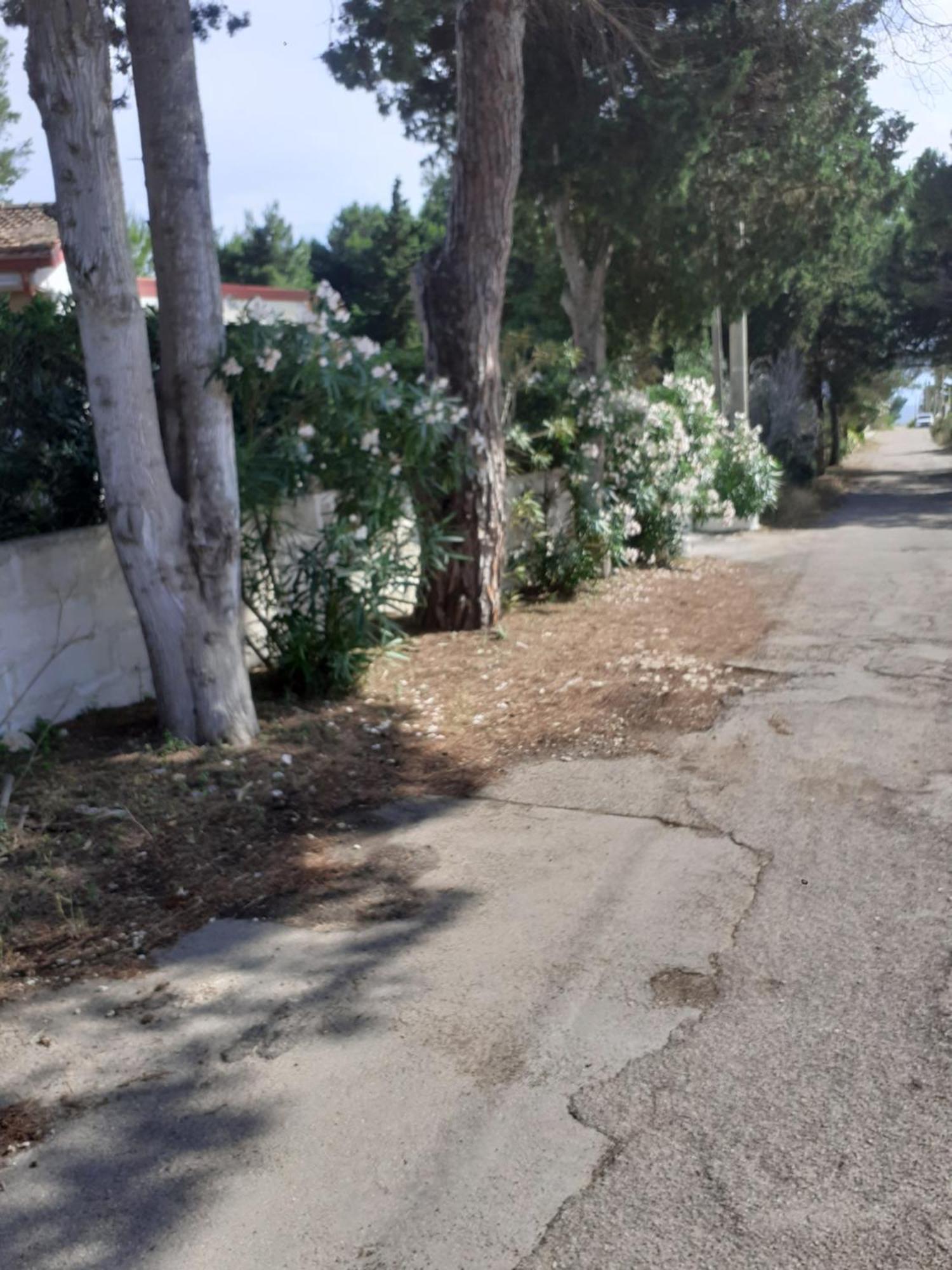 Dei Fiori, Vicino Di Punta Pizzo Gallipoli